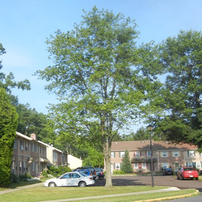 Neighborhood around the triangle